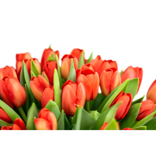 Kytice červených tulipánů